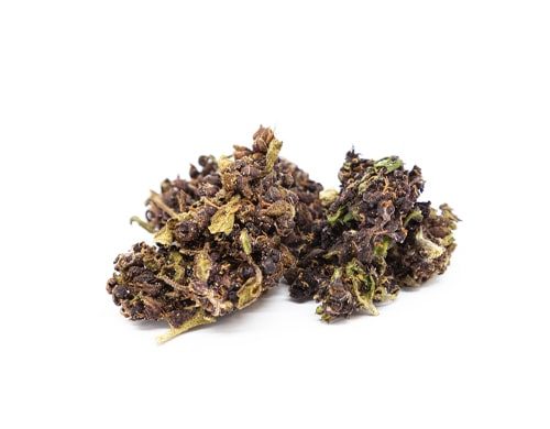 Cogollos Purple Haze Marihuana