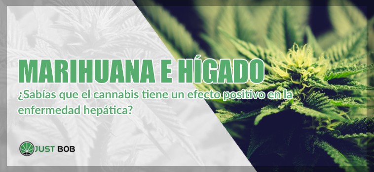 cannabis legal e hígado