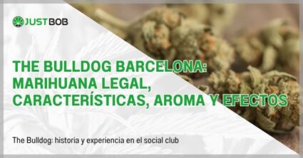 The Bulldog Barcelona: marihuana legal, características, aroma y efectos
