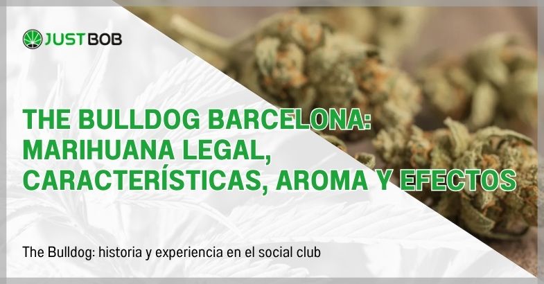 The Bulldog Barcelona: marihuana legal, características, aroma y efectos