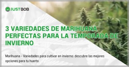 3 variedades de marihuana perfectas para la temporada de invierno