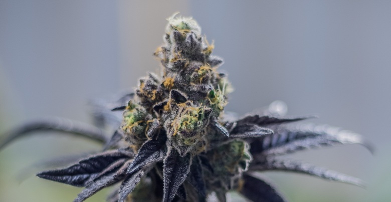 Cogollos CBD y cogollos thc
