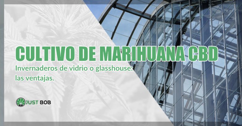 Cultivo de marihuana CBD