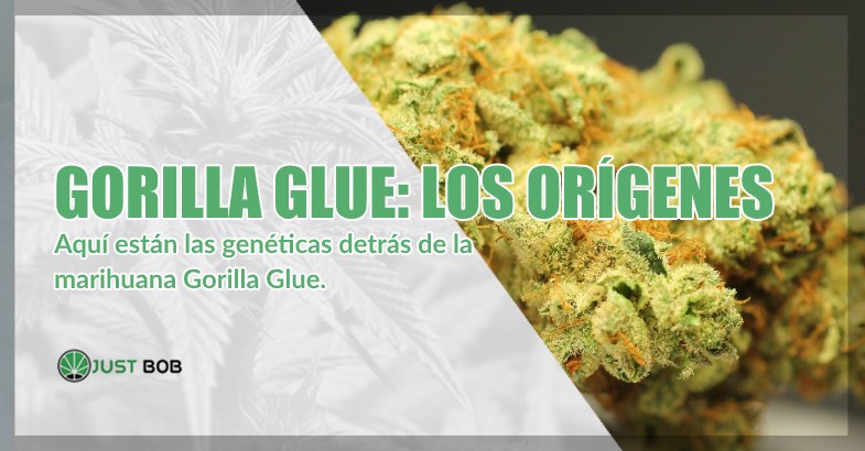Gorilla Glue cannabis cbd los orígenes