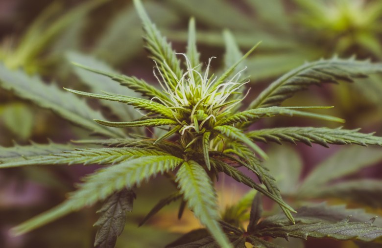 Marihuana CBD y semillas THC
