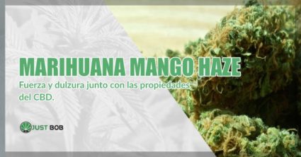 Marihuana sin thc Mango Haze