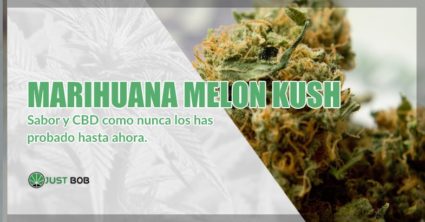 Marihuana sin thc Melon Kush