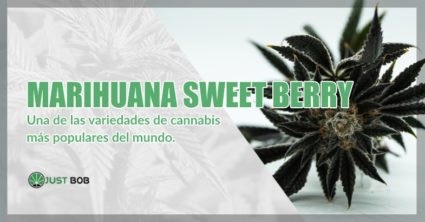 una de las variedades de cannabis más populares del mundo.