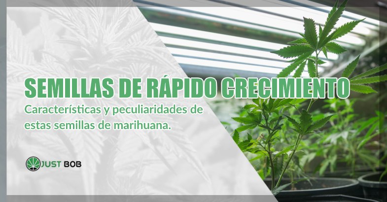 Semillas de cannabis cbd