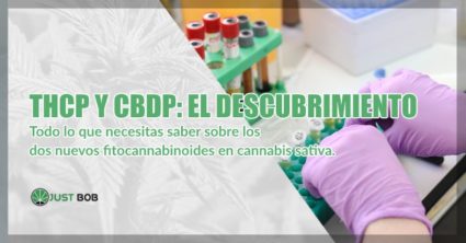 THCP y CBDP y cannabis cbd