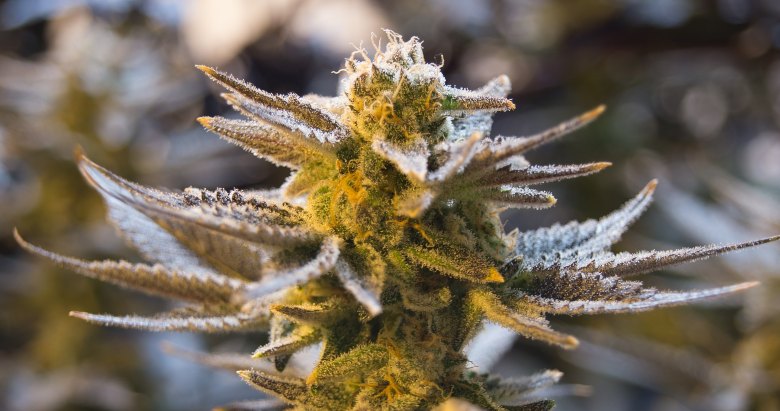 cannabis cbd y hacis charas