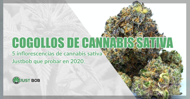cogollos cbd de Cannabis sativa