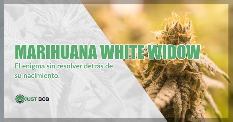 comprar Marihuana White Widow