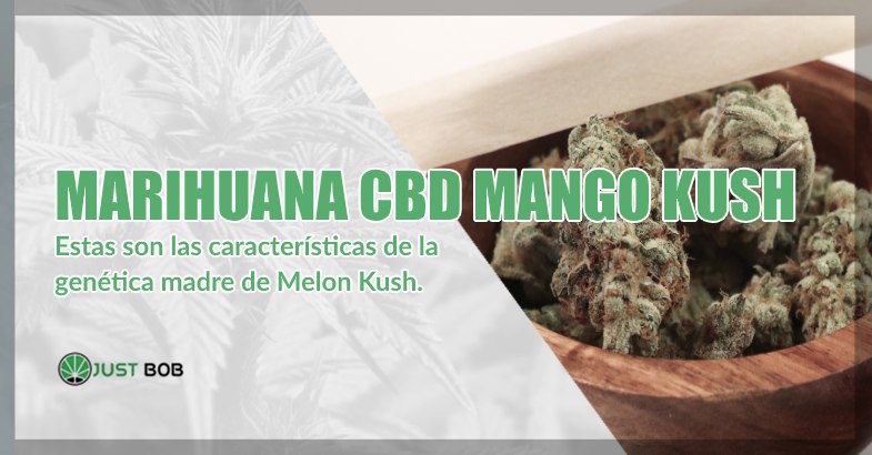 comprar Marihuana mango Kush