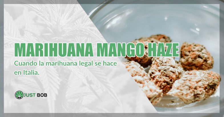 comprar marihuana Mango Haze