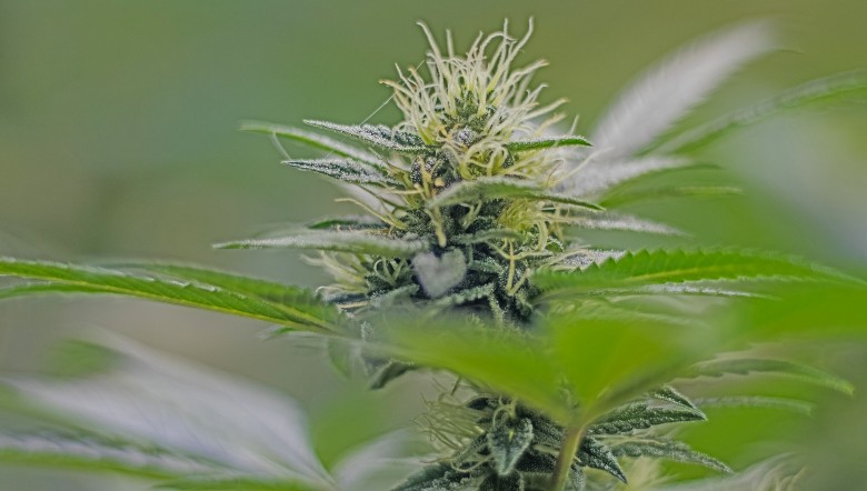 flores de cannabis ricas en THC y CBD