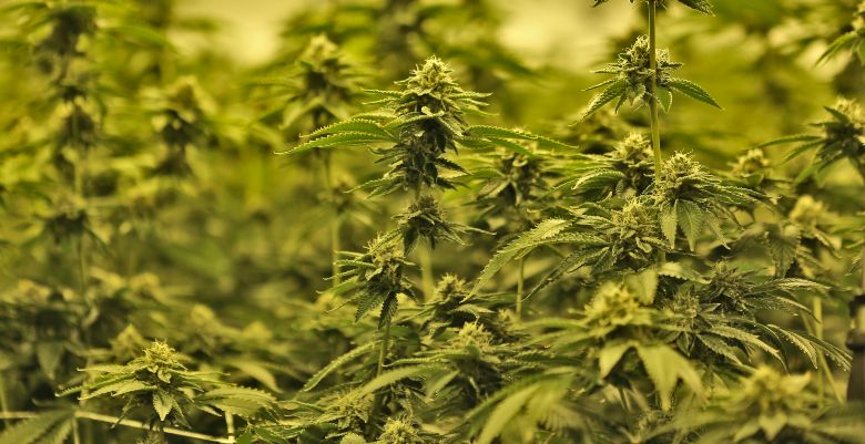 marihuana cbd mango haze