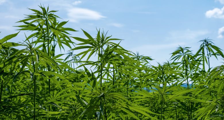 marihuana cbd y hacis charas
