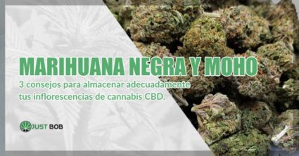 marihuana cbd y moho