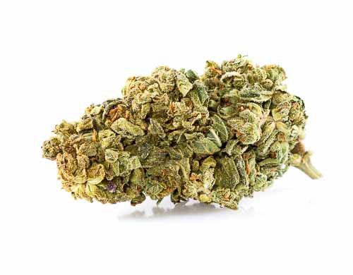 Cogollo de Marihuana CBD Purple GG#4