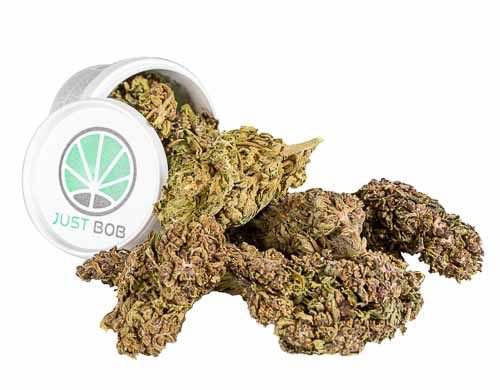 Contenedor Flores Justbob Espana Purple GG#