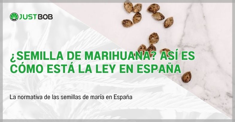 semillas-de-marihuana ¿Semilla de marihuana? La ley en España