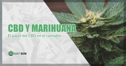 CBD y marihuana
