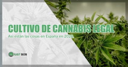 CULTIVO DE MARIHUANA CBD