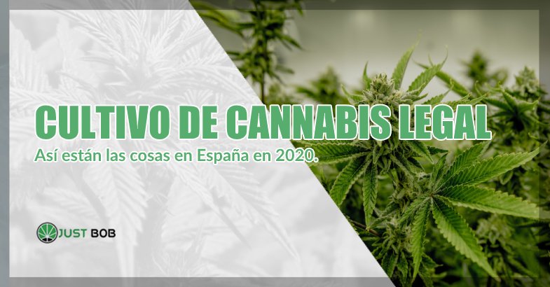 CULTIVO DE MARIHUANA CBD