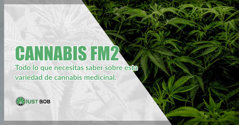 Cannabis FM2 y marihuana cbd