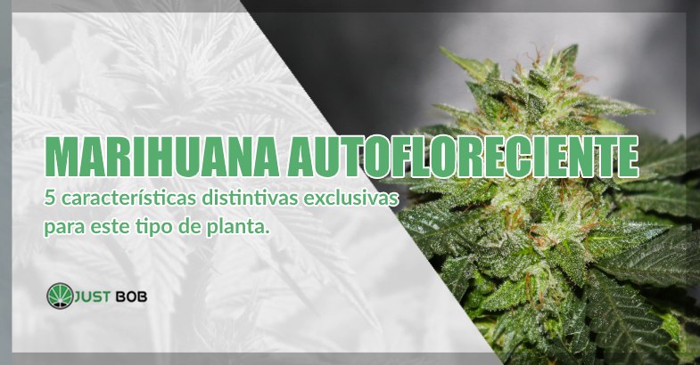 Marihuana cbd autofloreciente