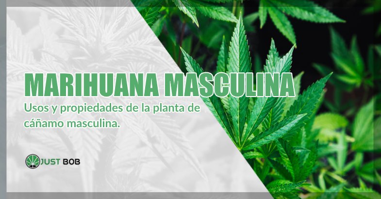 Marihuana cbd masculina