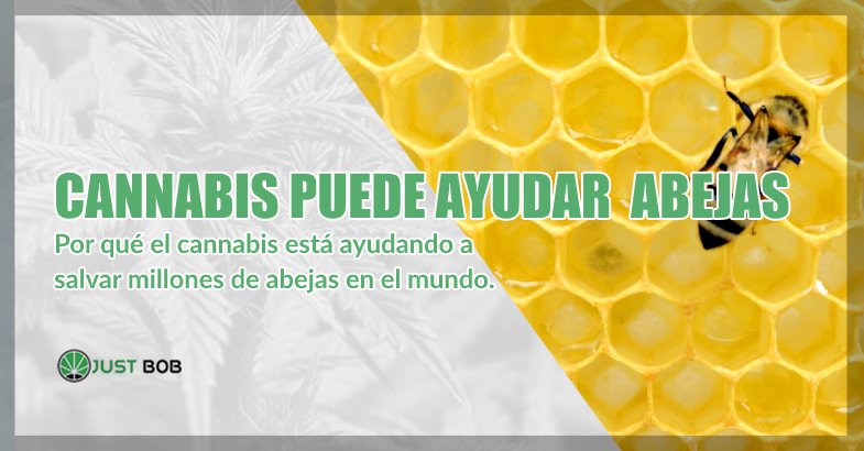 cannabis cbd puede salvar abejas