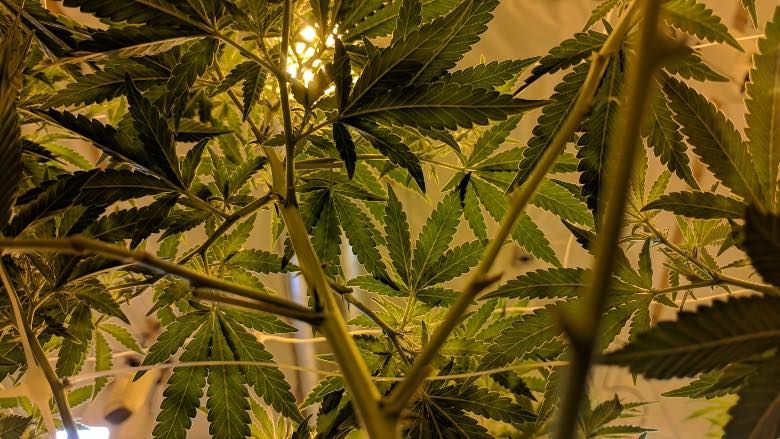 cultivo de cannabis cbd promueve la vida de las abejas