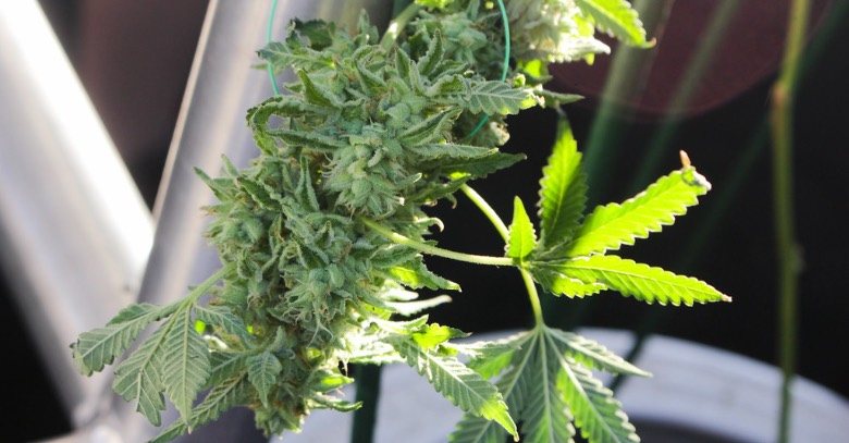 es legal cultivar cannabis cbd