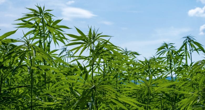 marihuana-cbd-y-hacis-charas