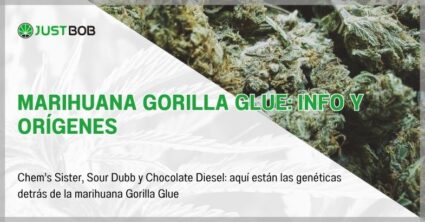 Marihuana Gorilla Glue: info y orígenes