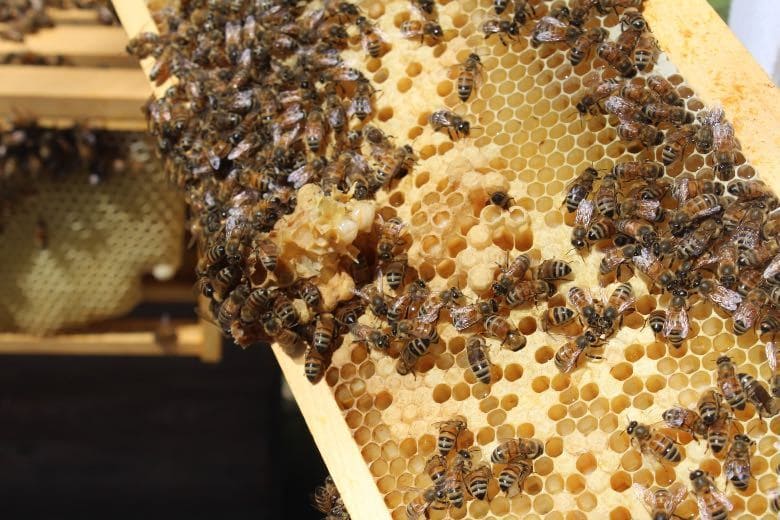 abejas y cannabis cbd