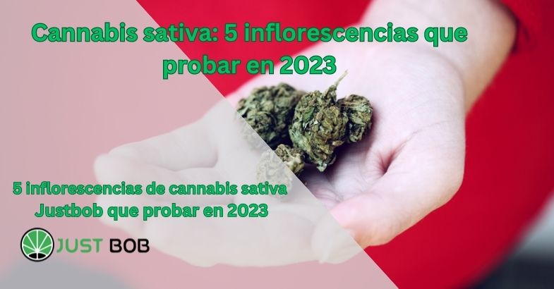 pancarta con inflorescencias de cannabis sativa