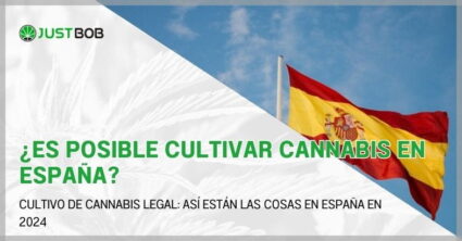¿Es posible cultivar cannabis en España?