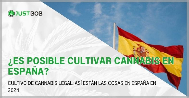 ¿Es posible cultivar cannabis en España?