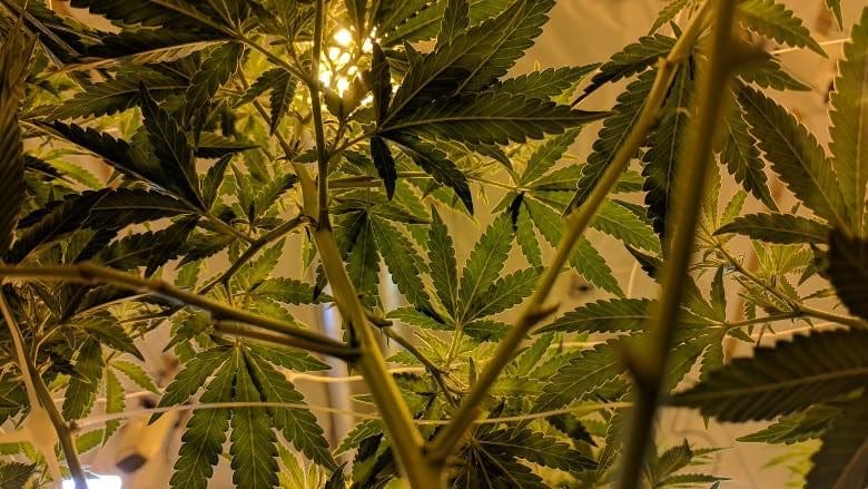 cultivo de cannabis cbd promueve la vida de las abejas