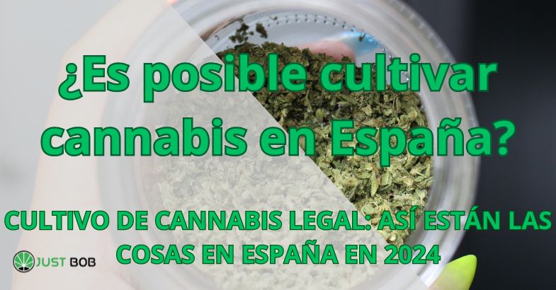 ¿Es posible cultivar cannabis en España?