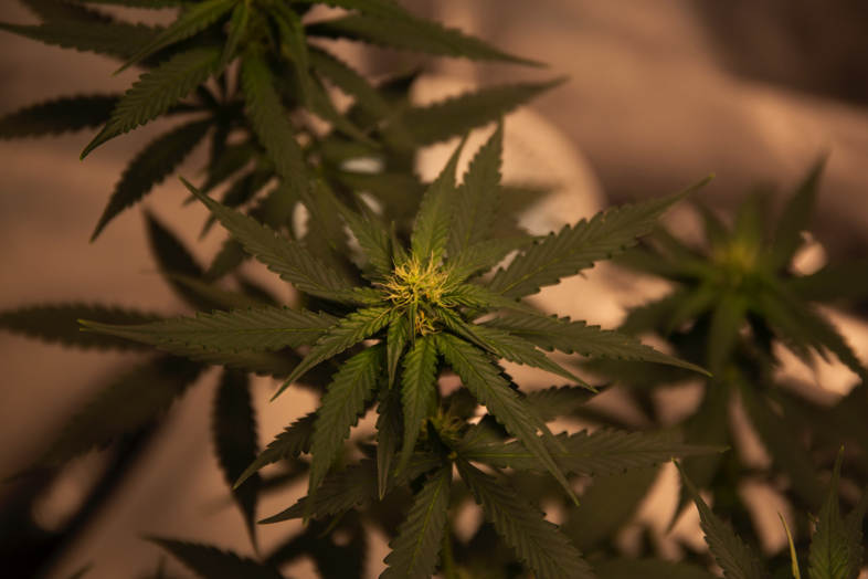 Efectos del CBD: cuáles son y por qué son importantes 2