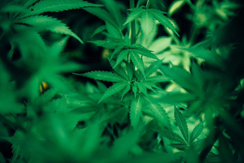 Efectos del CBD: cuáles son y por qué son importantes