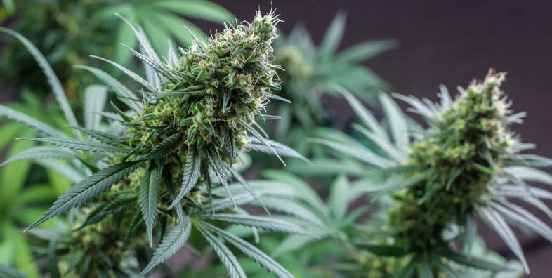 Efectos del cannabis legal: este es el tiempo que duran. 2
