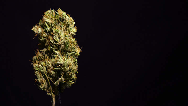 La marihuana para los ancianos: una señal alentadora desde los EE. UU. 2