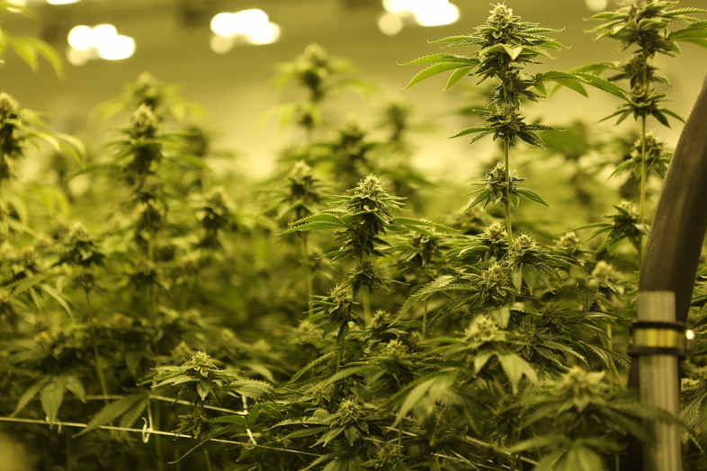 Variedades y efectos del cannabis: la investigación del Dr. Ethan Russo. 2