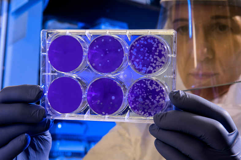 bacterias