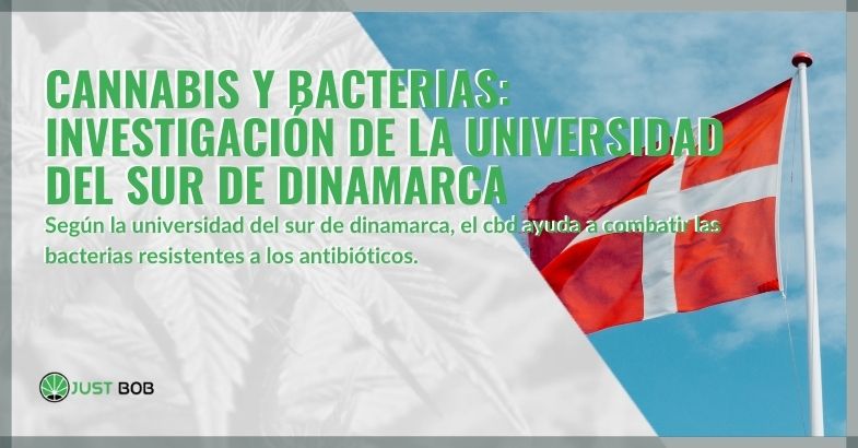 Cannabis y bacterias: investigación de la Universidad del Sur de Dinamarca